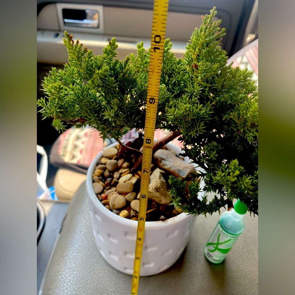 Real live 3 year old Bonsai tree with decorative accents, food & flower pot